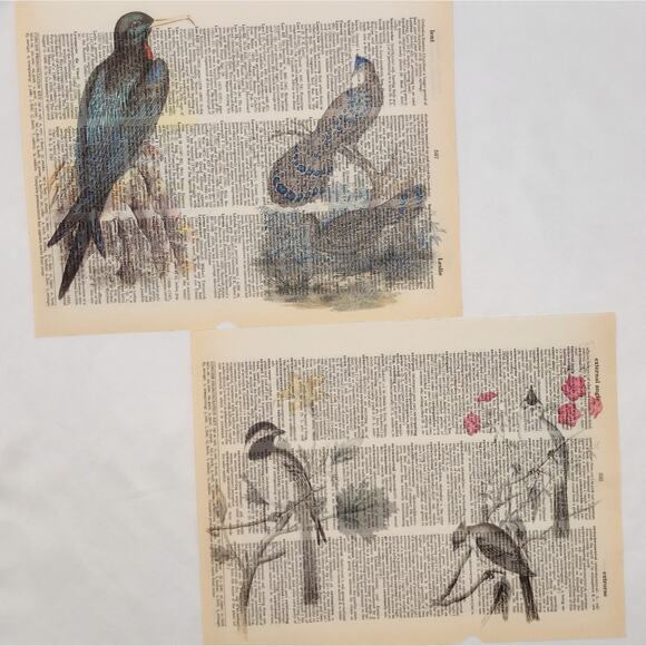 Bird Dictionary Prints 2, Colorful Bird Prints, Book Page Prints - Picture 4 of 6